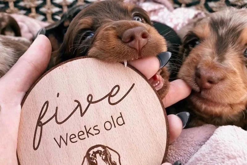 Adorable puppy announcements, milestones and gifts using Plyco's Beech Laserply from All My Loki